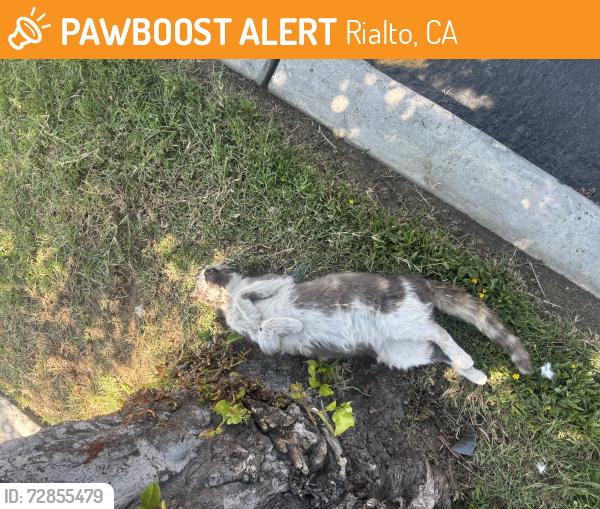Found/Stray Male Cat last seen Foothill blvd and Riverside ave , Rialto, CA 92376