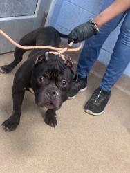 Shelter Stray Male Dog last seen , GA , Atlanta, GA 30341