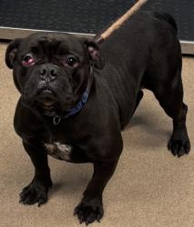 Shelter Stray Female Dog last seen , GA , Atlanta, GA 30341