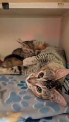 Shelter Stray Female Cat last seen Sacramento, CA 95828, Sacramento, CA 95828