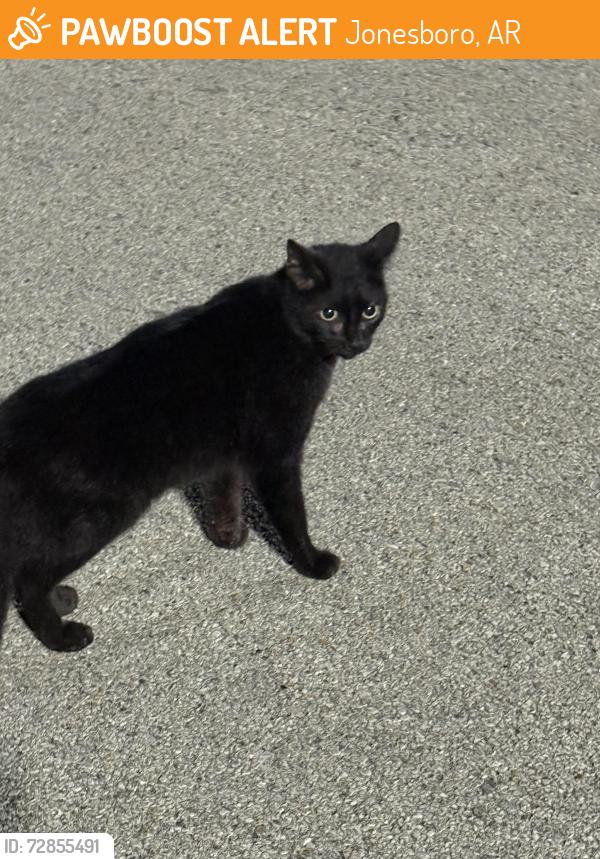 Found/Stray Unknown Cat last seen A state , Jonesboro, AR 72401