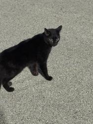 Found/Stray Unknown Cat last seen A state , Jonesboro, AR 72401
