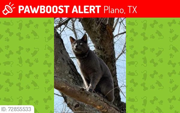 Lost Male Cat last seen Brassington Lane, Plano Texas, Plano, TX 75075