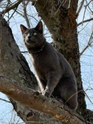 Lost Male Cat last seen Brassington Lane, Plano Texas, Plano, TX 75075
