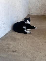 Lost Male Cat last seen near Victoria/Archibald/19th, Rancho Cucamonga, CA 91701