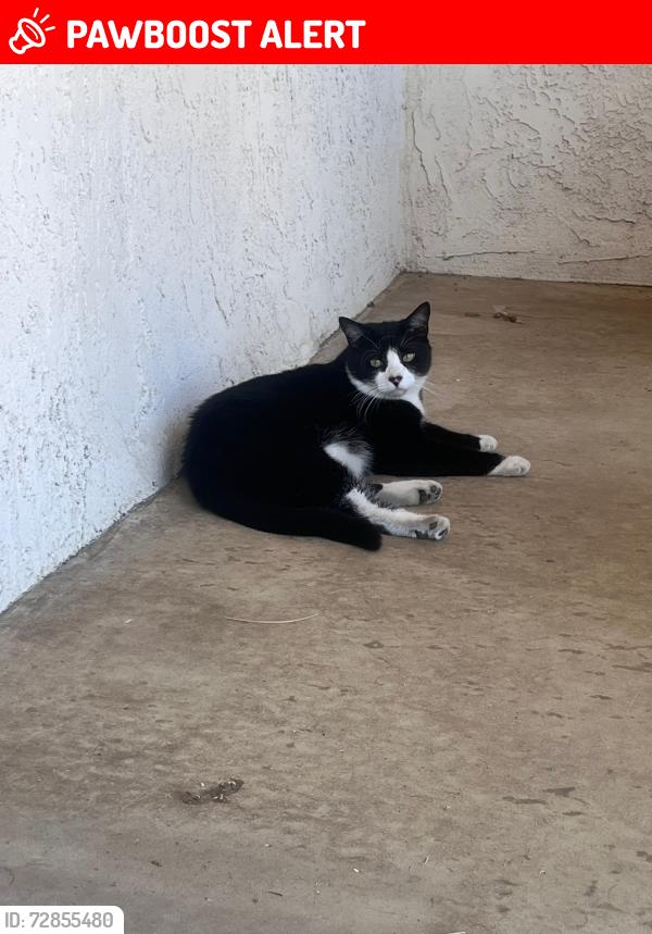 Lost Male Cat last seen near Victoria/Archibald/19th, Rancho Cucamonga, CA 91701