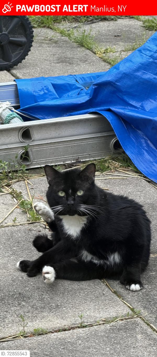 Lost Male Cat last seen Route 290, Manlius, NY 13057