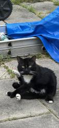 Lost Male Cat last seen Route 290, Manlius, NY 13057