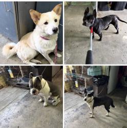 Found/Stray Unknown Dog last seen Gary Indiana, Gary, IN 46402