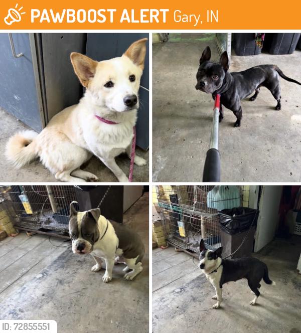 Found/Stray Unknown Dog last seen Gary Indiana, Gary, IN 46402