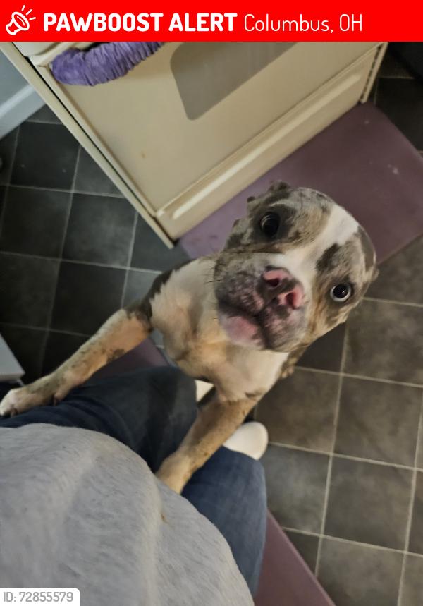 Lost Male Dog last seen Dellworth, refugee, Columbus, OH 43232
