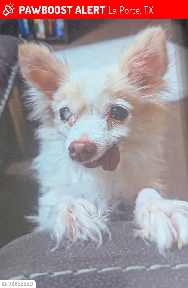 Lost Female Dog last seen Park St and Parkway St  Happy Harbor apmts , La Porte, TX 77571