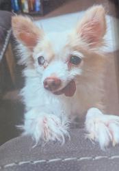 Lost Female Dog last seen Park St and Parkway St  Happy Harbor apmts , La Porte, TX 77571