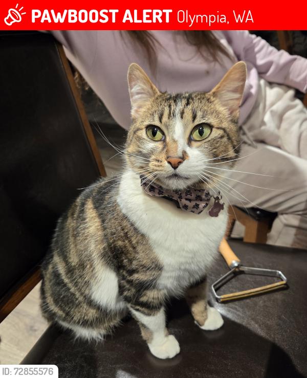 Lost Female Cat last seen 93rd  Ave SE & Hart Rd, Olympia, WA 98501