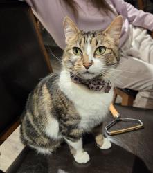 Lost Female Cat last seen 93rd  Ave SE & Hart Rd, Olympia, WA 98501