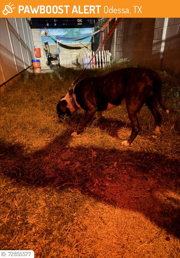 Found/Stray Male Dog last seen Chapel Hill Baptist Church, Odessa, TX 79762