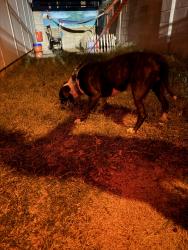 Found/Stray Male Dog last seen Chapel Hill Baptist Church, Odessa, TX 79762