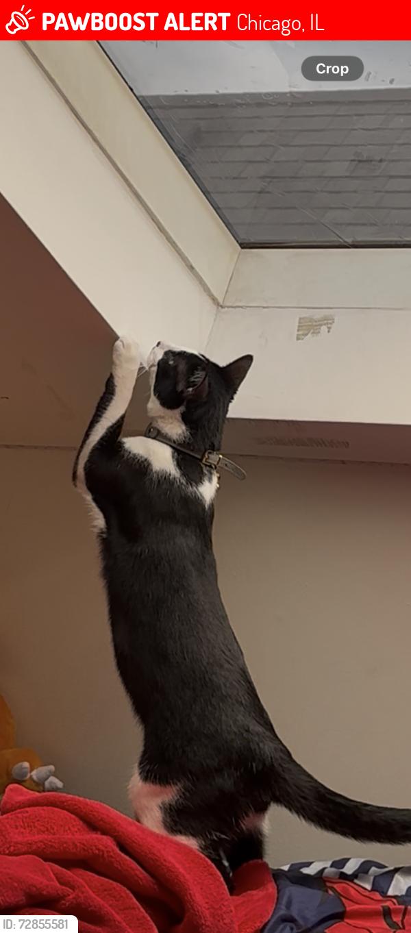 Lost Male Cat last seen Near s Seeley ave, Chicago, IL 60609