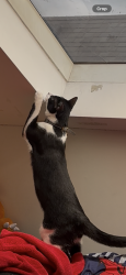 Lost Male Cat last seen Near s Seeley ave, Chicago, IL 60609