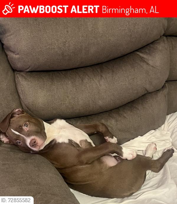 Lost Female Dog last seen Ave u Birmingham al, Birmingham, AL 35218