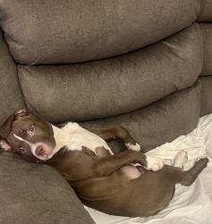 Lost Female Dog last seen Ave u Birmingham al, Birmingham, AL 35218