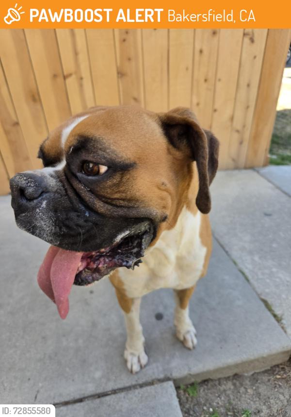 Found/Stray Male Dog last seen Near Christmas Tree Ln , Bakersfield, CA 93306
