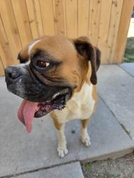 Found/Stray Male Dog last seen Near Christmas Tree Ln , Bakersfield, CA 93306