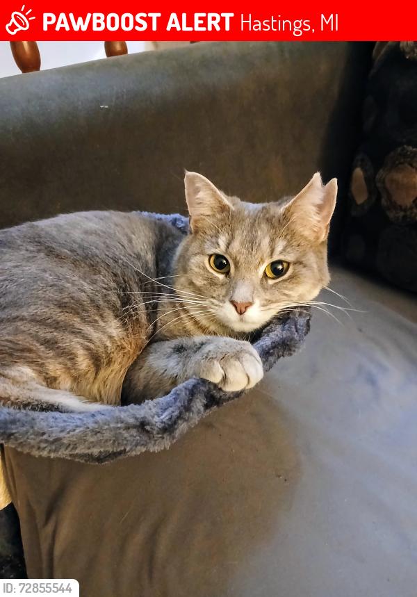 Lost Female Cat last seen Near Habitat for Humanity , Hastings, MI 49058