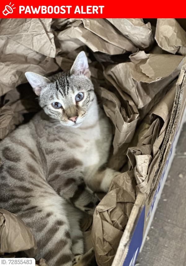 Lost Male Cat last seen Hokanson & Lennon Road , Elma, WA 98541