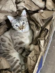 Lost Male Cat last seen Hokanson & Lennon Road , Elma, WA 98541