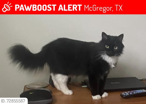 Lost Female Cat last seen Harris Creek Church, McGregor, TX 76657
