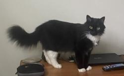 Lost Female Cat last seen Harris Creek Church, McGregor, TX 76657
