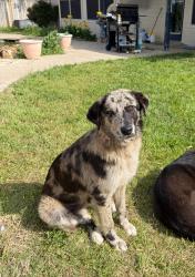 Found/Stray Female Dog last seen Half way between Celeste and Leonard in North bound ditch. , Celeste, TX 75423