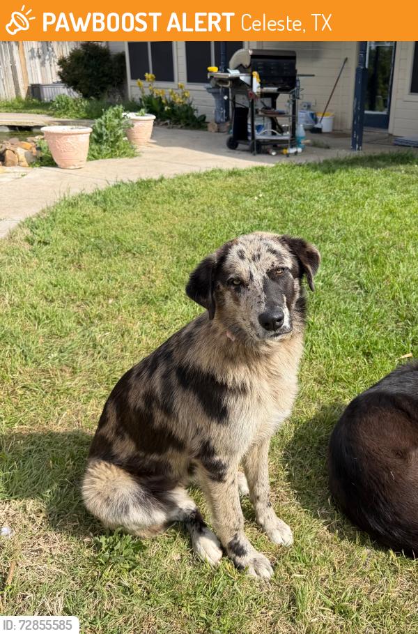 Found/Stray Female Dog last seen Half way between Celeste and Leonard in North bound ditch. , Celeste, TX 75423