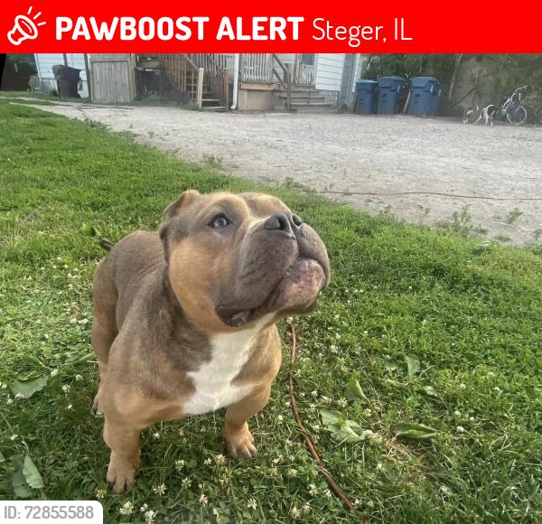 Lost Male Dog last seen Steger, Steger, IL 60475