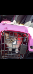 Lost Female Cat last seen Prue, San Antonio, TX 78240