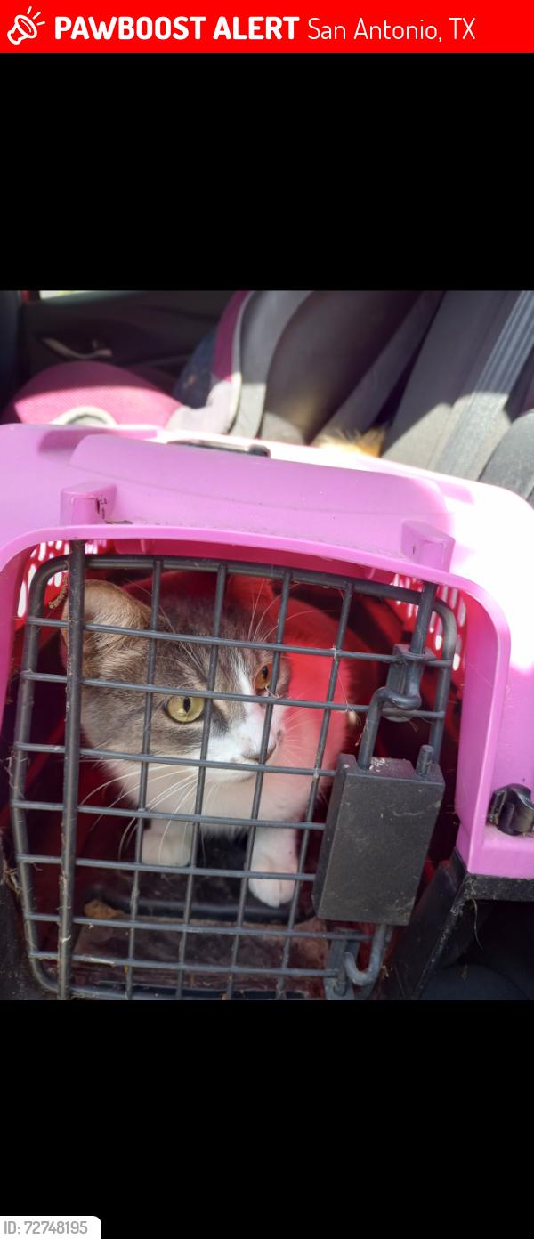 Lost Female Cat last seen Prue, San Antonio, TX 78240