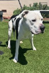 Found/Stray Male Dog last seen Redondo Beach Pier, Redondo Beach, CA 90277