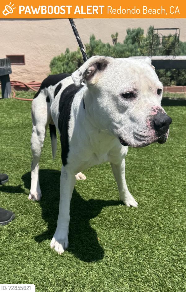 Found/Stray Male Dog last seen Redondo Beach Pier, Redondo Beach, CA 90277