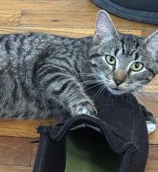 Lost Female Cat last seen Mount Hope and South Pennsylvania, Lansing, MI 48910