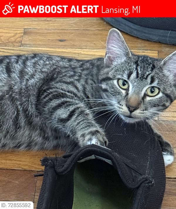 Lost Female Cat last seen Mount Hope and South Pennsylvania, Lansing, MI 48910