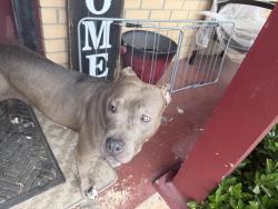 Reunited Female Dog last seen flt Shoals Road , South Fulton, GA 30349