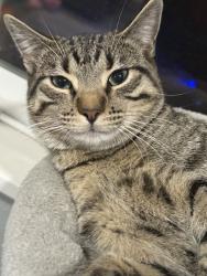 Lost Male Cat last seen Murray ,chelton ,airport and pike peak, Colorado Springs, CO 80910
