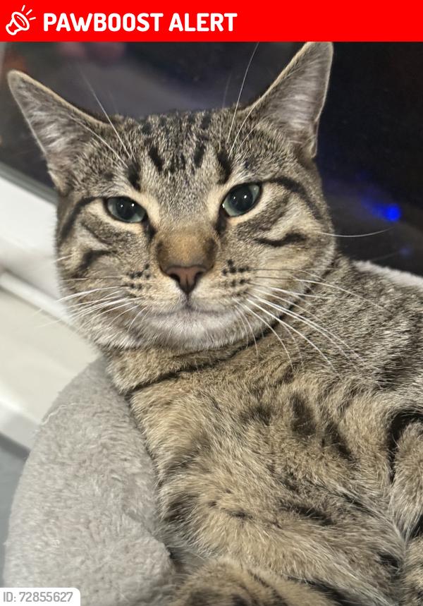 Lost Male Cat last seen Murray ,chelton ,airport and pike peak, Colorado Springs, CO 80910