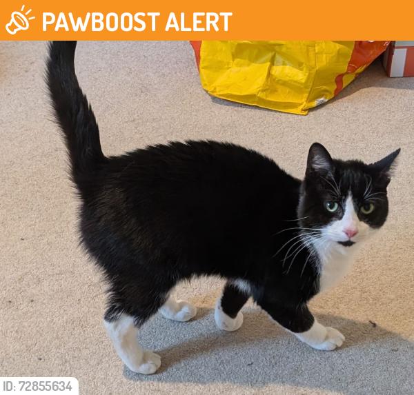 Found/Stray Male Cat last seen Queen Elizabeth park, Hampshire, England GU14