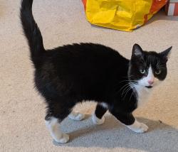 Found/Stray Male Cat last seen Queen Elizabeth park, Hampshire, England GU14