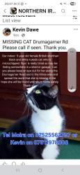 Lost Female Cat last seen Drumagarner Road area, Kilrea, Northern Ireland BT51 5TN