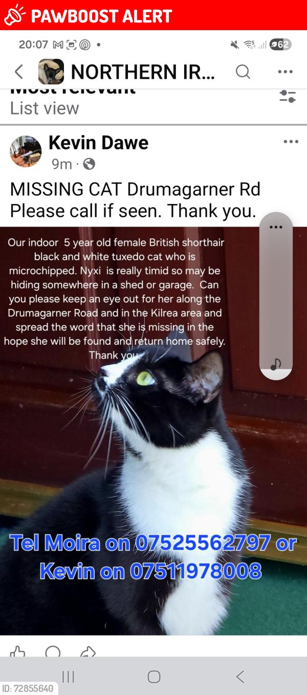 Lost Female Cat last seen Drumagarner Road area, Kilrea, Northern Ireland BT51 5TN