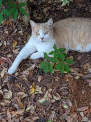 Found/Stray Male Cat last seen Gumbranch, Jacksonville, NC 28540