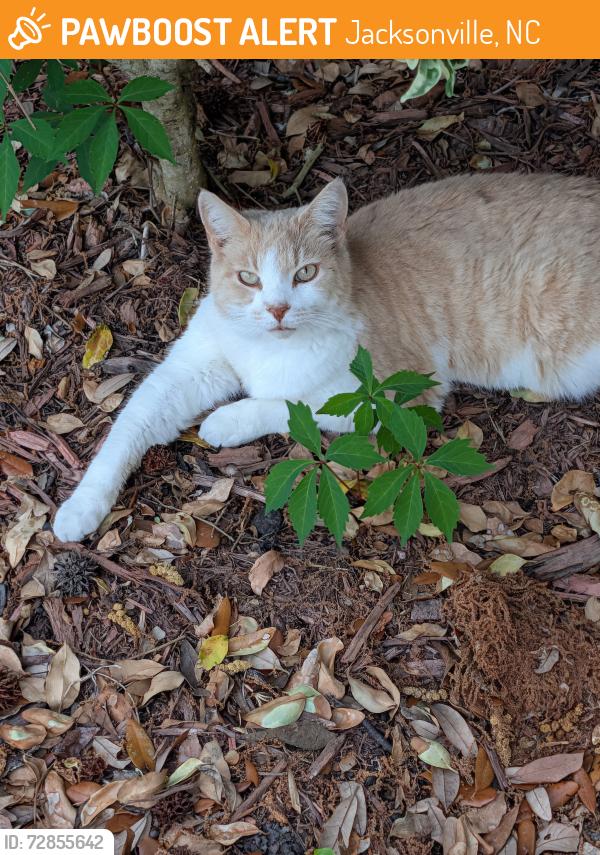 Found/Stray Male Cat last seen Gumbranch, Jacksonville, NC 28540